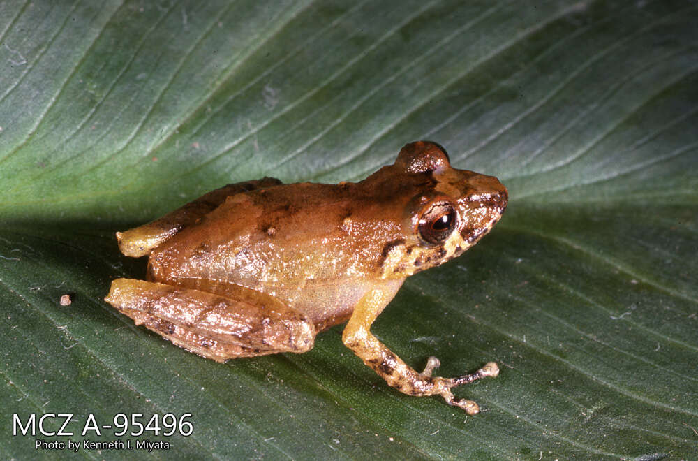 صورة Pristimantis calcarulatus (Lynch 1976)