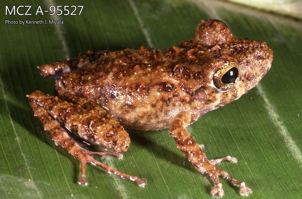 Sivun Pristimantis rubicundus (Jiménez de la Espada 1875) kuva