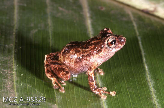 Image of Pristimantis martiae (Lynch 1974)