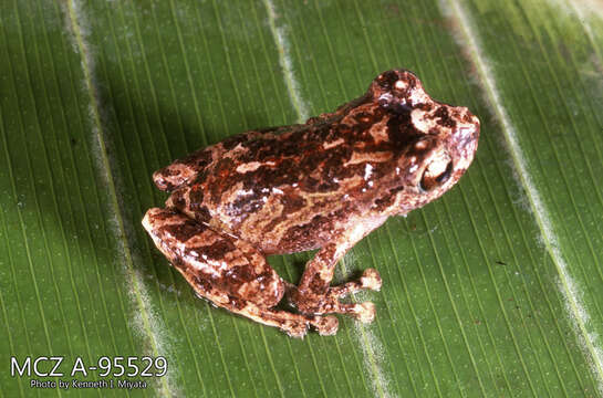 Image of Pristimantis martiae (Lynch 1974)