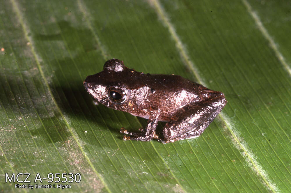 Image of Pristimantis ockendeni (Boulenger 1912)