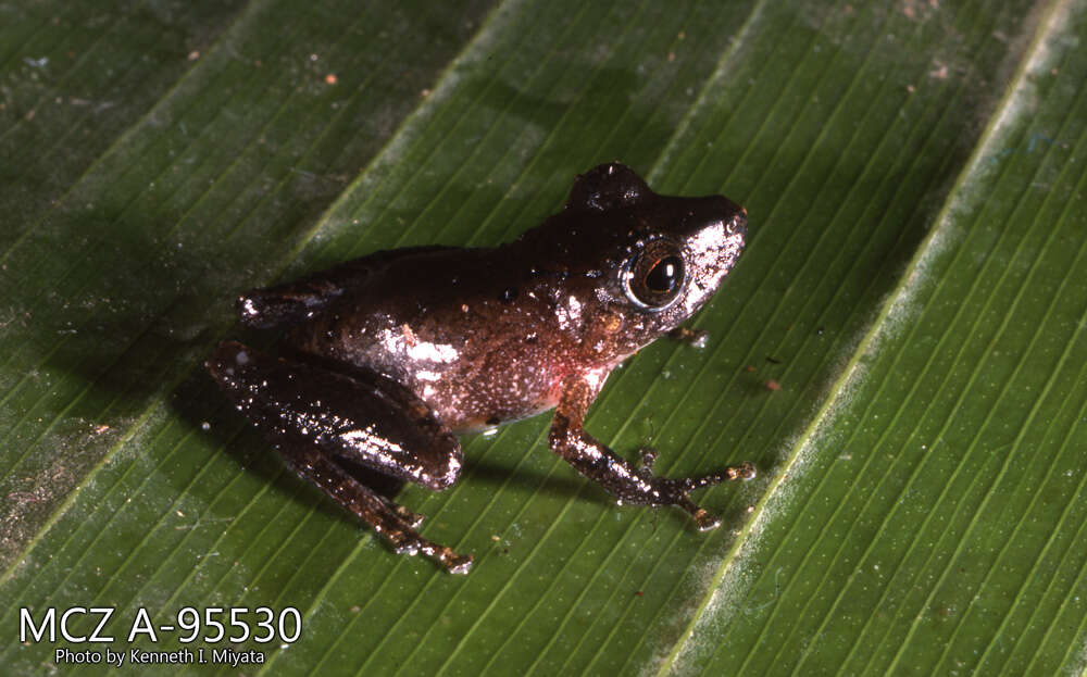 Image of Pristimantis ockendeni (Boulenger 1912)