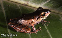 Image of Pristimantis lanthanites (Lynch 1975)