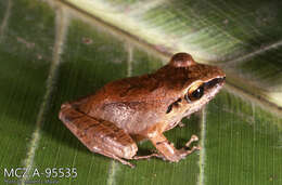 Image of Pristimantis conspicillatus (Günther 1858)