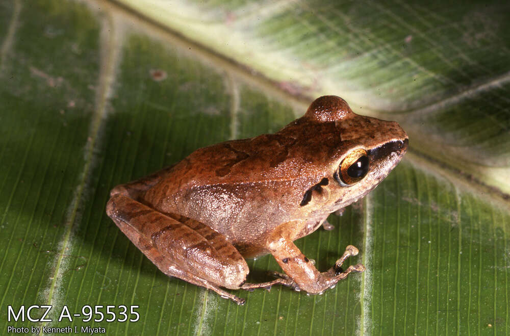 Imagem de Pristimantis conspicillatus (Günther 1858)