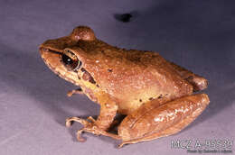 Imagem de Pristimantis w-nigrum (Boettger 1892)