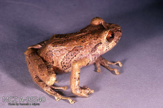 Image of Rainfrogs