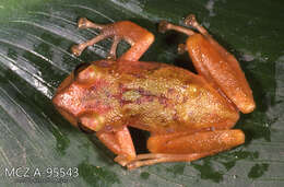 Image of Rainfrogs