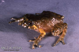 Imagem de Pristimantis w-nigrum (Boettger 1892)