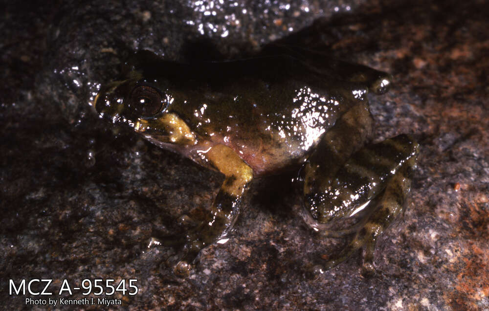 Image of Pristimantis w-nigrum (Boettger 1892)