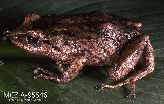 Imagem de Pristimantis unistrigatus (Günther 1859)