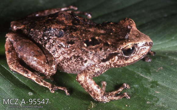 صورة Pristimantis unistrigatus (Günther 1859)