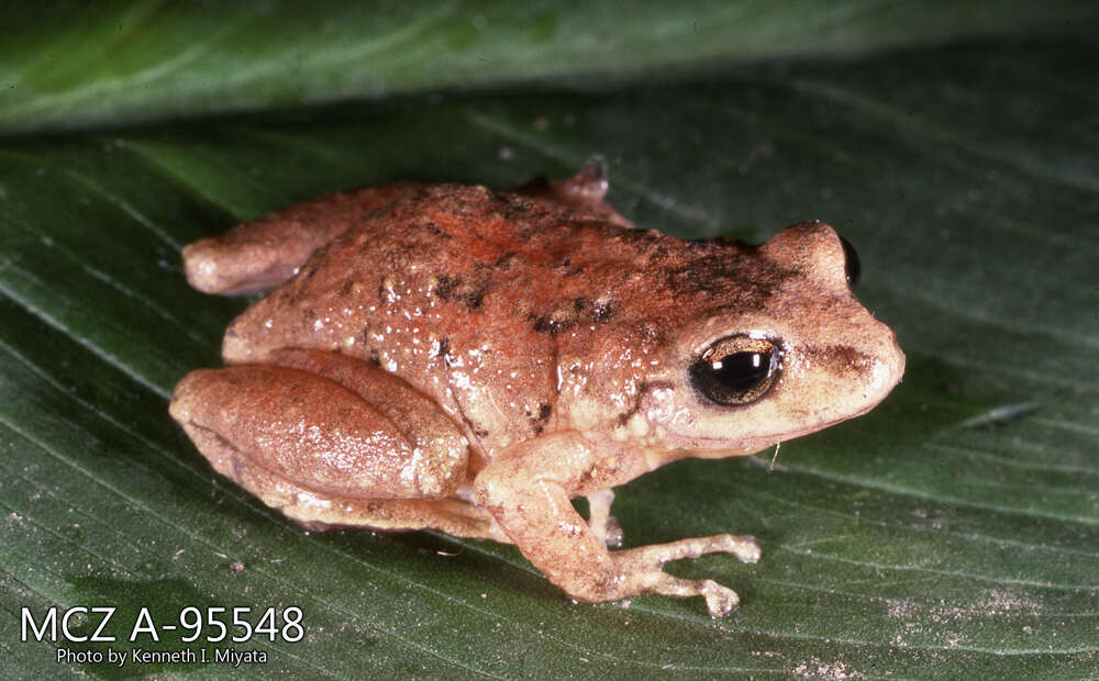 Image of Striped Robber Frog