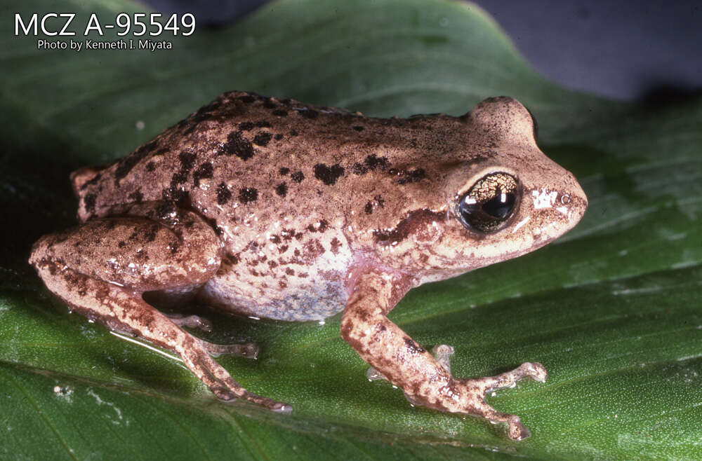 Image of Striped Robber Frog