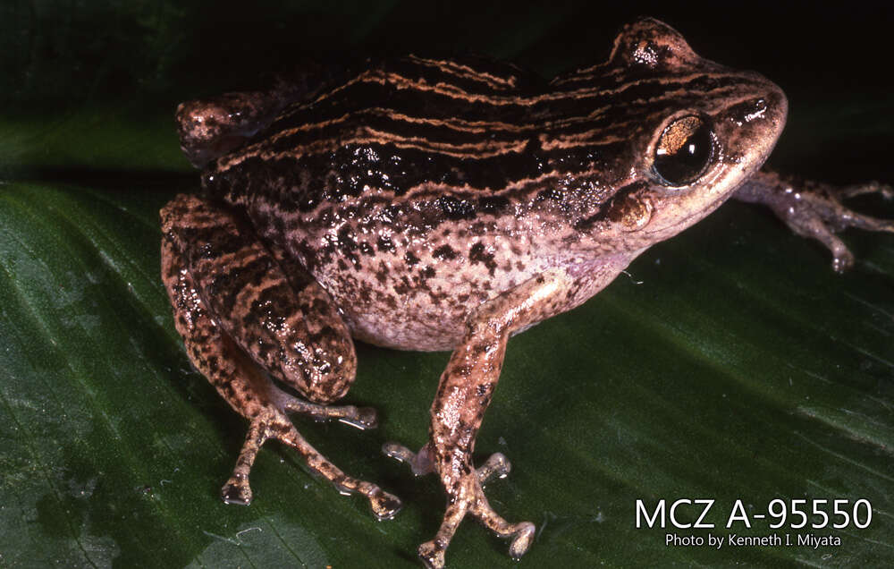 Image of Striped Robber Frog