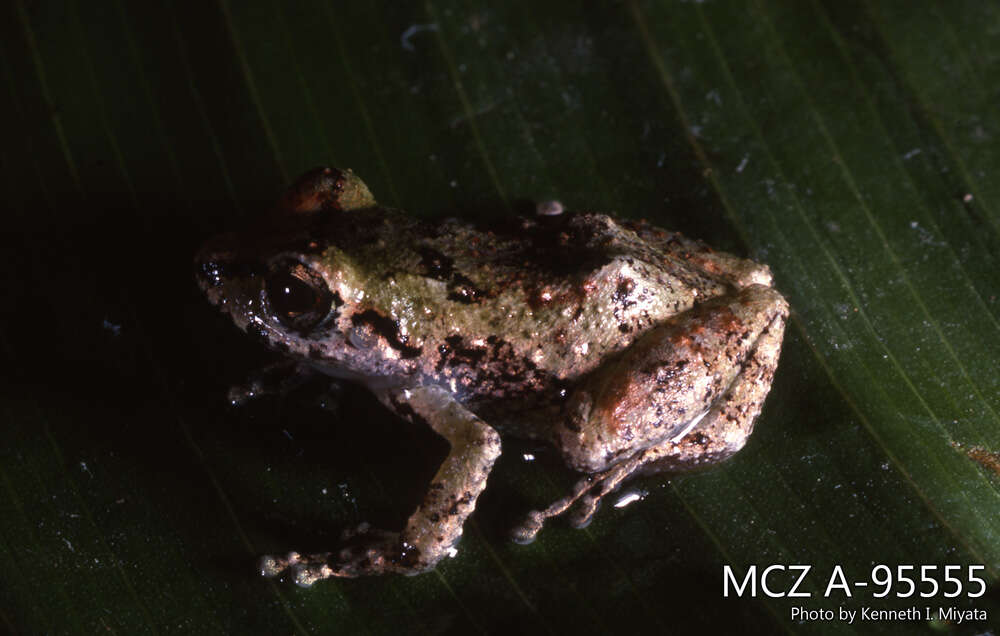 Image of Pristimantis paululus (Lynch 1974)