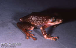Image of Papallacta robber frog