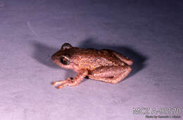 Imagem de Pristimantis glandulosus (Boulenger 1880)