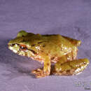 Слика од Pristimantis chloronotus (Lynch 1969)