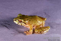 صورة Pristimantis chloronotus (Lynch 1969)