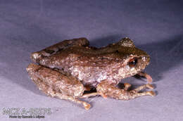 صورة Pristimantis chloronotus (Lynch 1969)