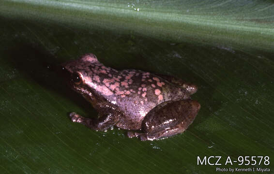 Imagem de Pristimantis acuminatus (Shreve 1935)