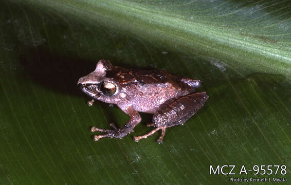 صورة Pristimantis acuminatus (Shreve 1935)