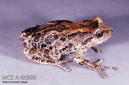 Image of Pristimantis riveti (Despax 1911)