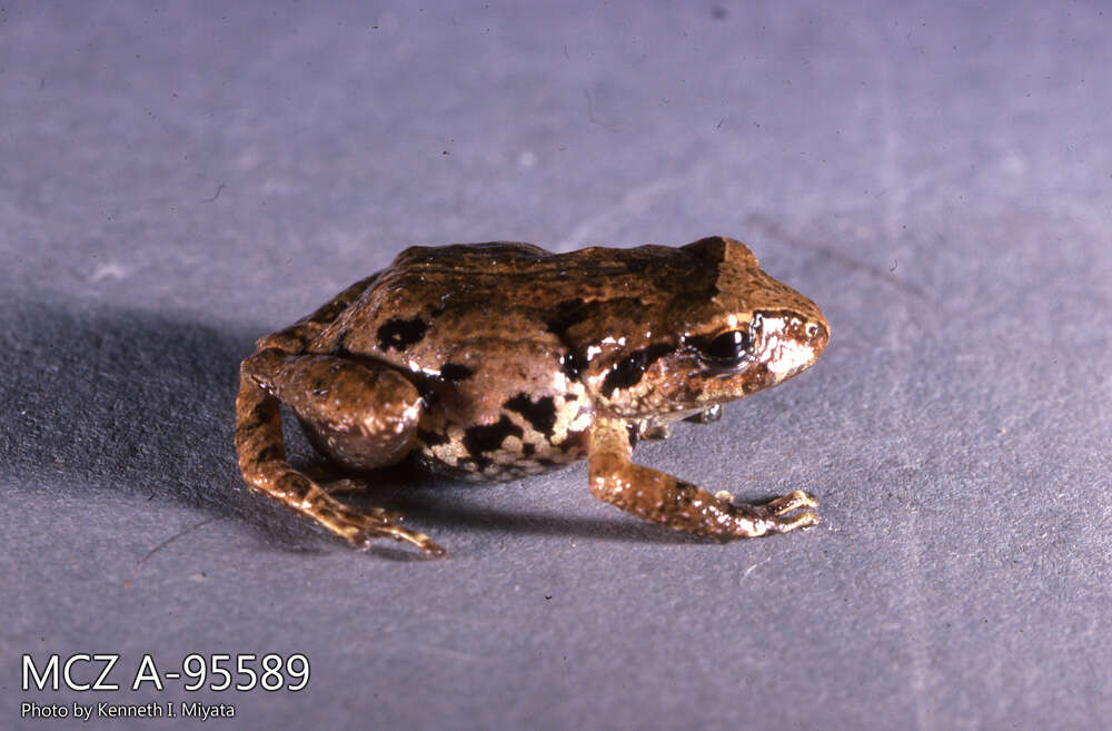 Image of Pristimantis riveti (Despax 1911)