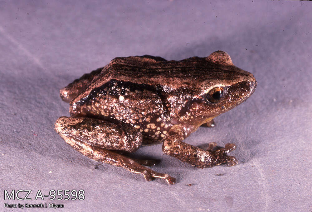 Image de Pristimantis riveti (Despax 1911)