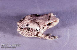 Image of Pristimantis riveti (Despax 1911)