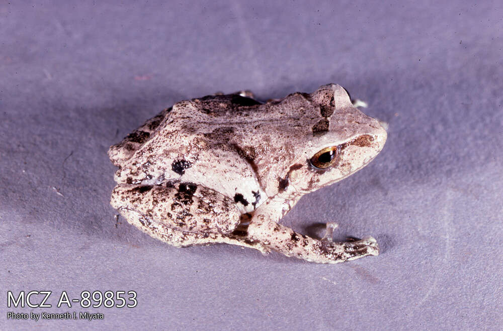 Image of Pristimantis riveti (Despax 1911)