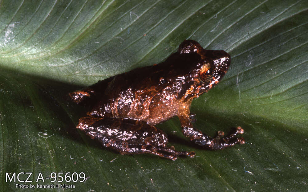 صورة Pristimantis calcarulatus (Lynch 1976)