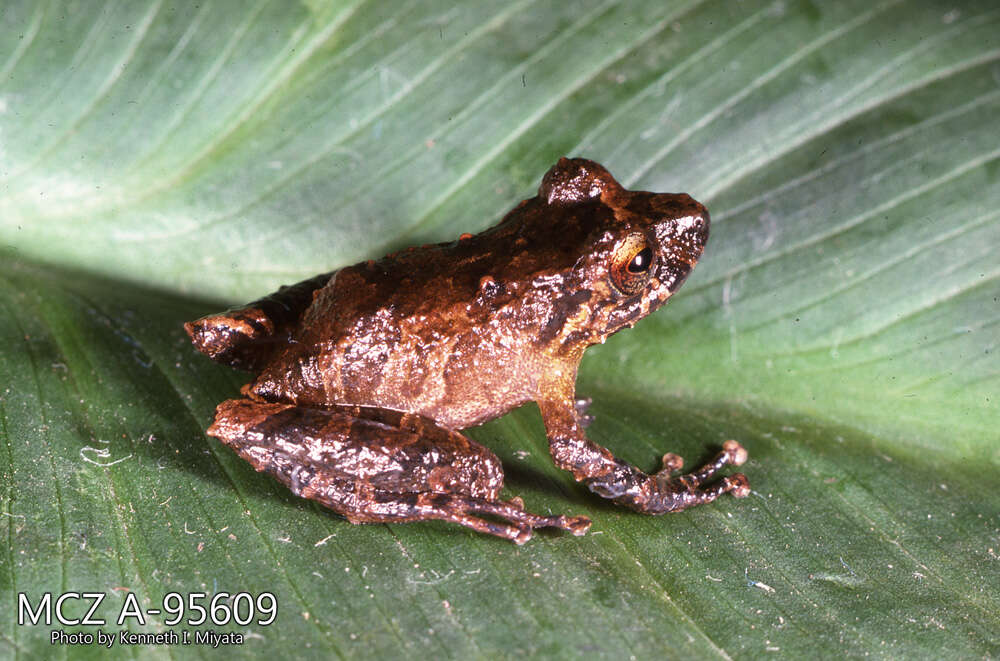 صورة Pristimantis calcarulatus (Lynch 1976)