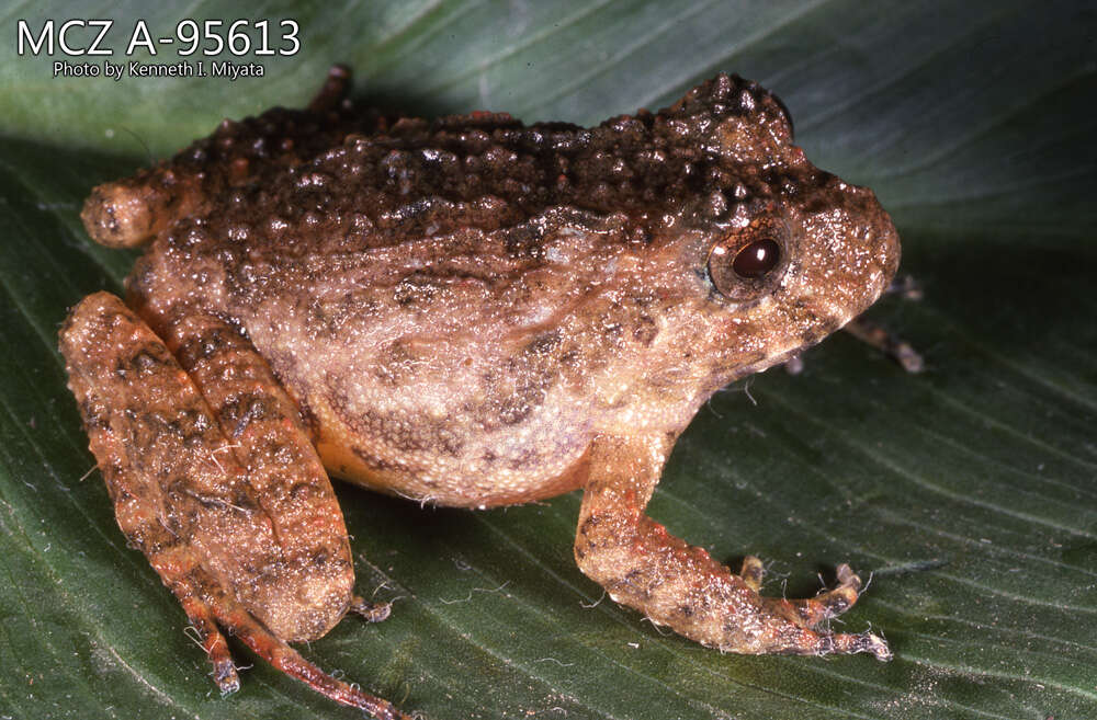 Plancia ëd Strabomantis necerus (Lynch 1975)