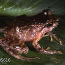 Image of Duellman's robber frog