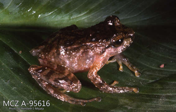 Image of Duellman's robber frog