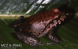 Image of Slender-fingered Bladder Frog