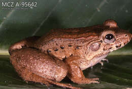 Imagem de Leptodactylus wagneri (Peters 1862)