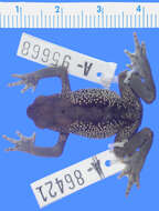Image of Black Andean toad