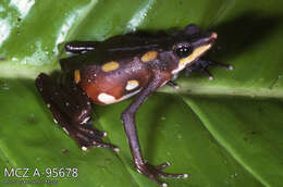 Image of Atelopus longirostris Cope 1868