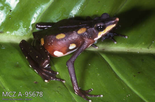 Image of Longnose harlequin frog