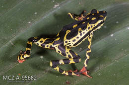 Image of Atelopus spumarius Cope 1871