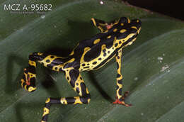 Image of Atelopus spumarius Cope 1871