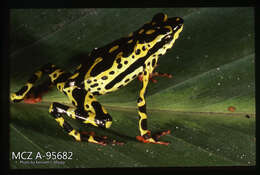 Atelopus spumarius Cope 1871的圖片