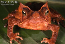 Image of marbled tree frog