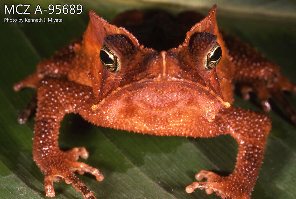 Image of marbled tree frog