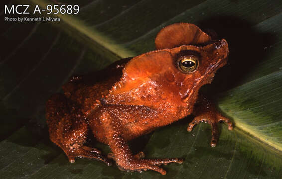 Image of marbled tree frog