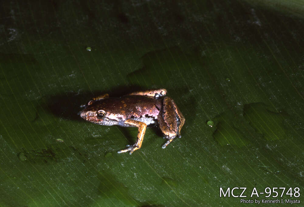 Image of Bassler's humming frog