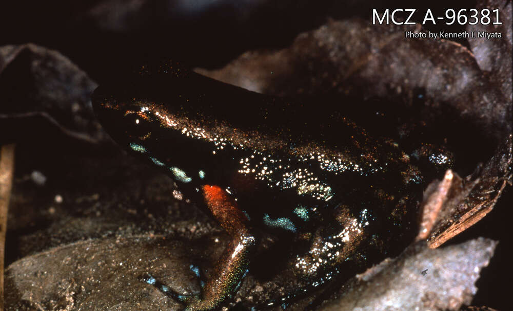 Image of Palenque Poison Frog